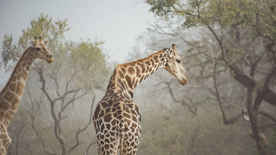 Giraffes at Sumu Wildlife Park