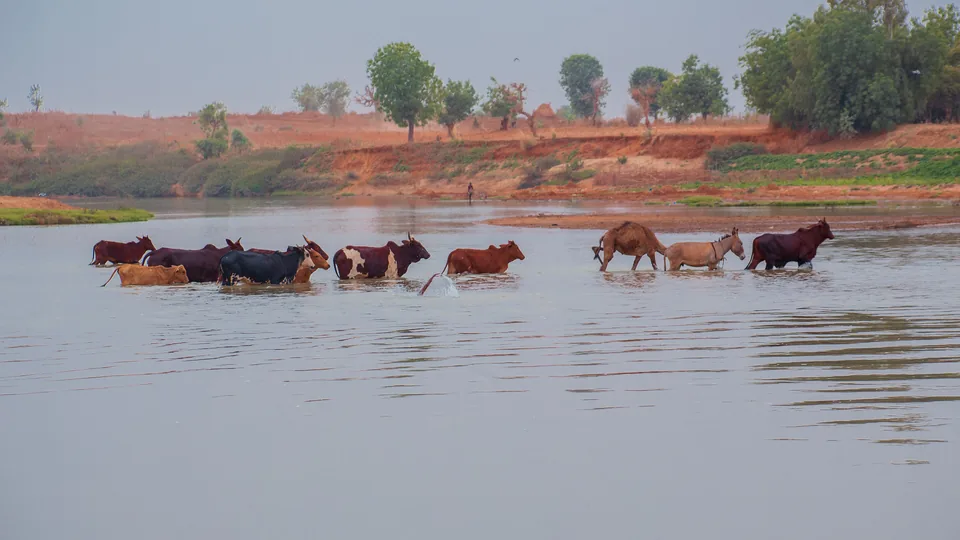 Cattle crossing a river in Kebbi State