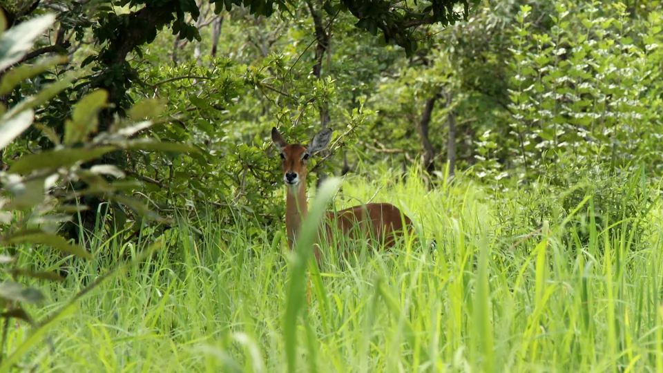 Kob antelope in Kainji Lake National Park