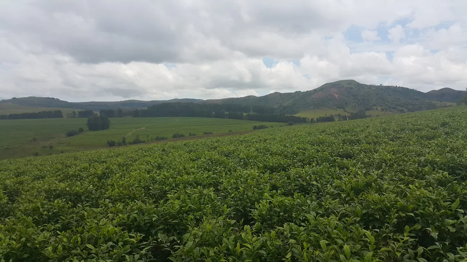 Highland tea farm at Kakara, Mambilla Plateau