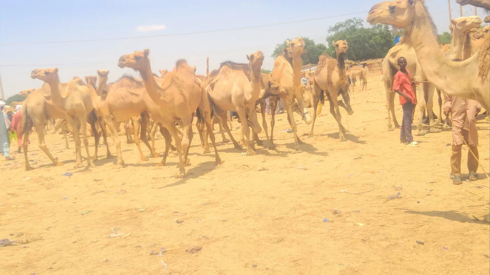 Camel trading at Geidam market